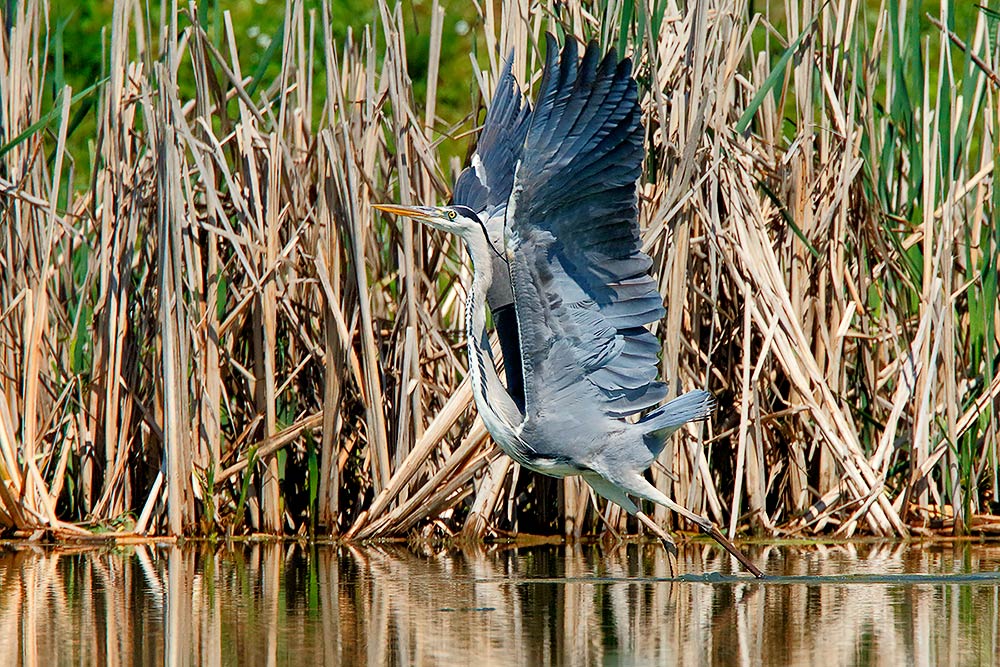 Ad ali spiegate, il sogno di Icaro.